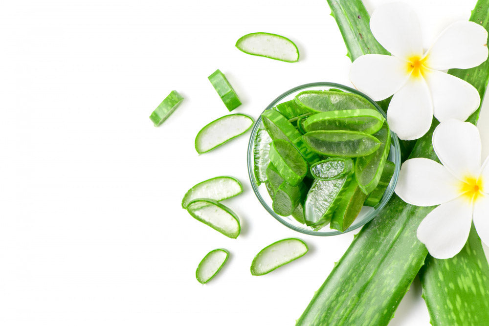 Aloe Vera Bitkisi Nedir